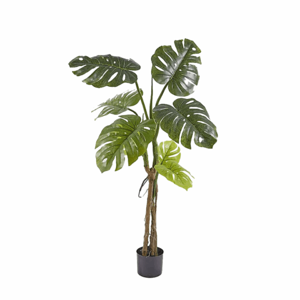 MONSTERA-TRONCO-130CM